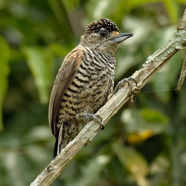 <h3><a href="/trips/salesopolis-2014/biota/animalia/chordata/aves/039 piciformes/009 picidae/picumnus cirratus/picumnus cirratus-nl.html">Picumnus&nbsp;cirratus</a> / White‑barred&nbsp;piculet / Zebradwergspecht</h3>NIKON D7100 met AF-S Nikkor 300mm f/2.8G IF-ED VR II, 1/320 sec  bij F8.0, ISO 400, afstand 7.08&nbsp;m